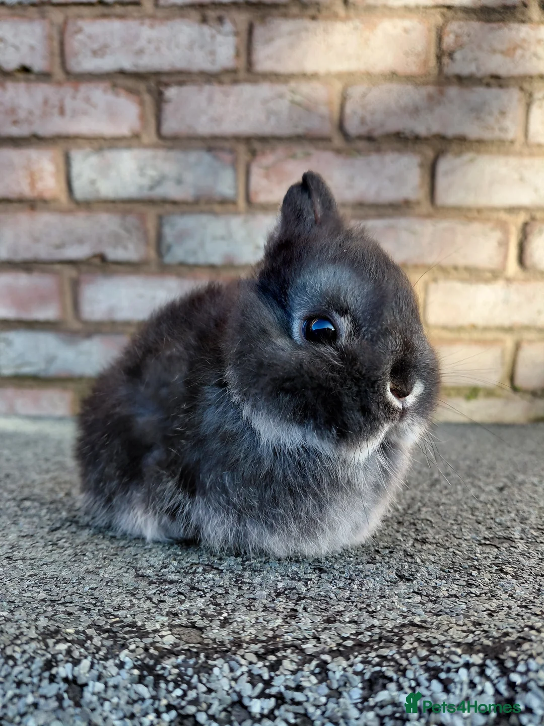 Mini Lop rabbits for sale: Mini Lop babies.  - Advert 7