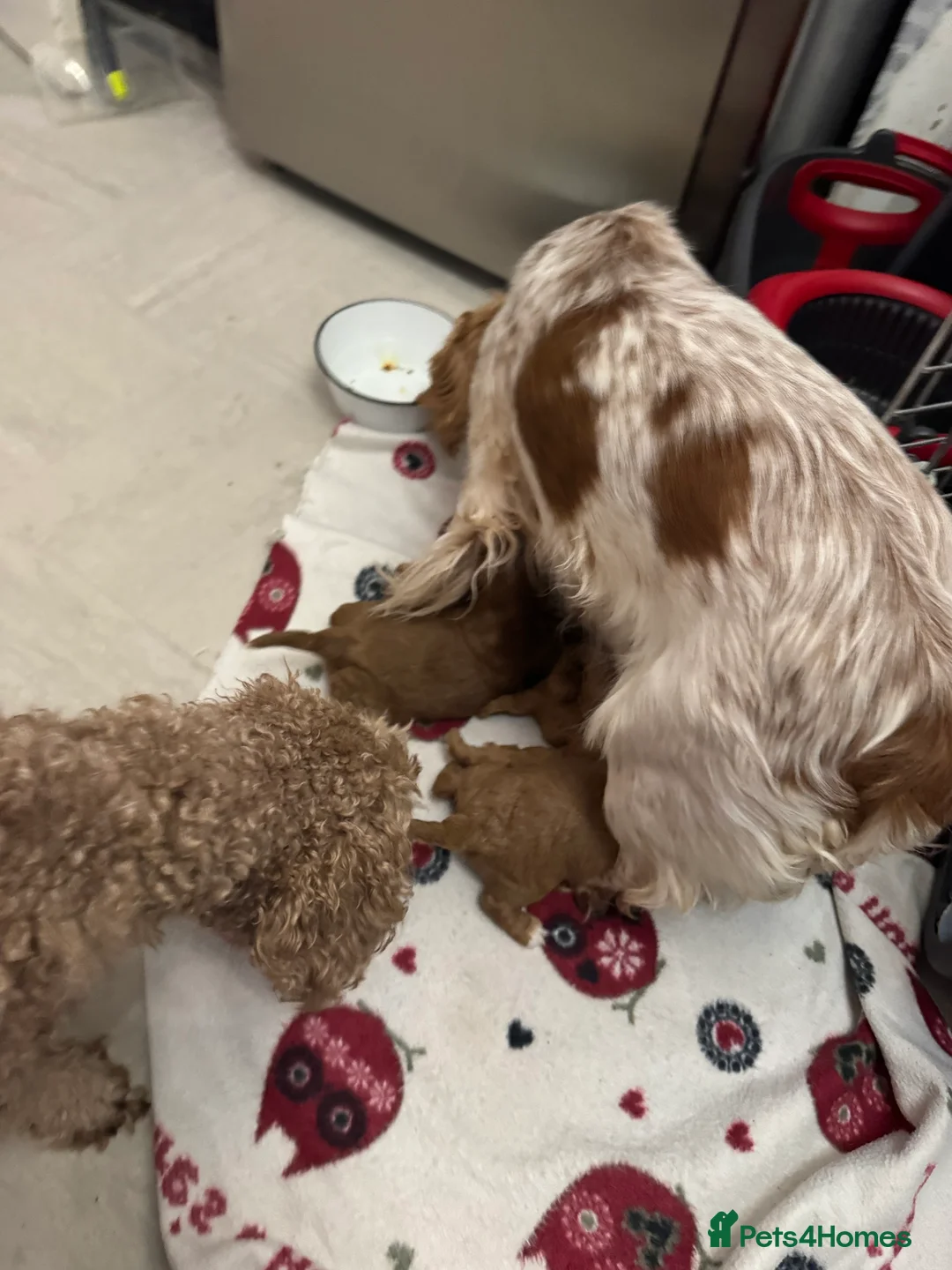 Cockapoo dogs for sale: F1 cockerpoo puppies ready to leave next Thursday - Advert 9