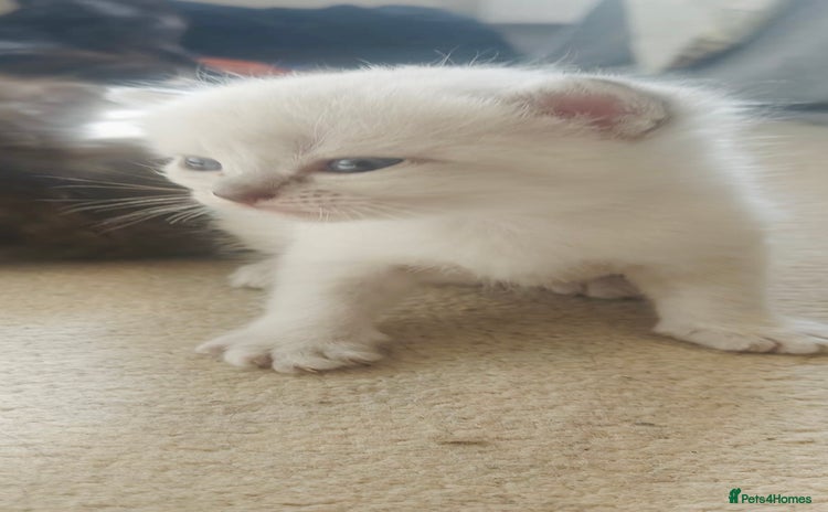 Perdoll cats - Advert 2
