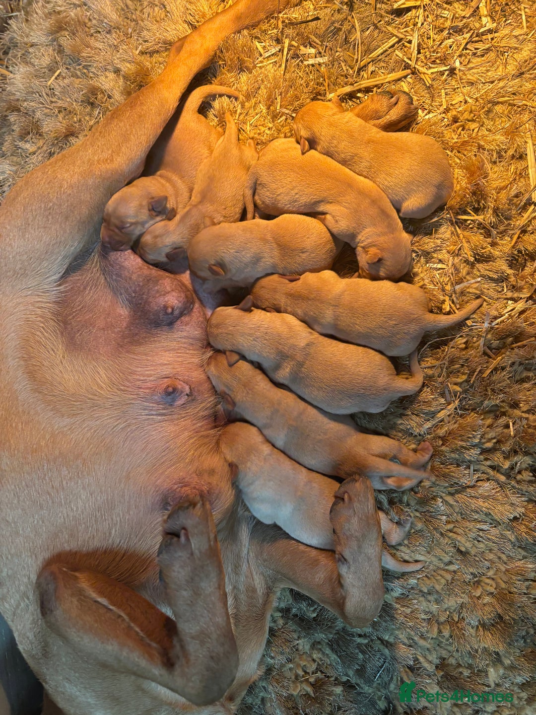 Labrador Retriever dogs for sale: Puppy Red fox labradors  - Advert 12