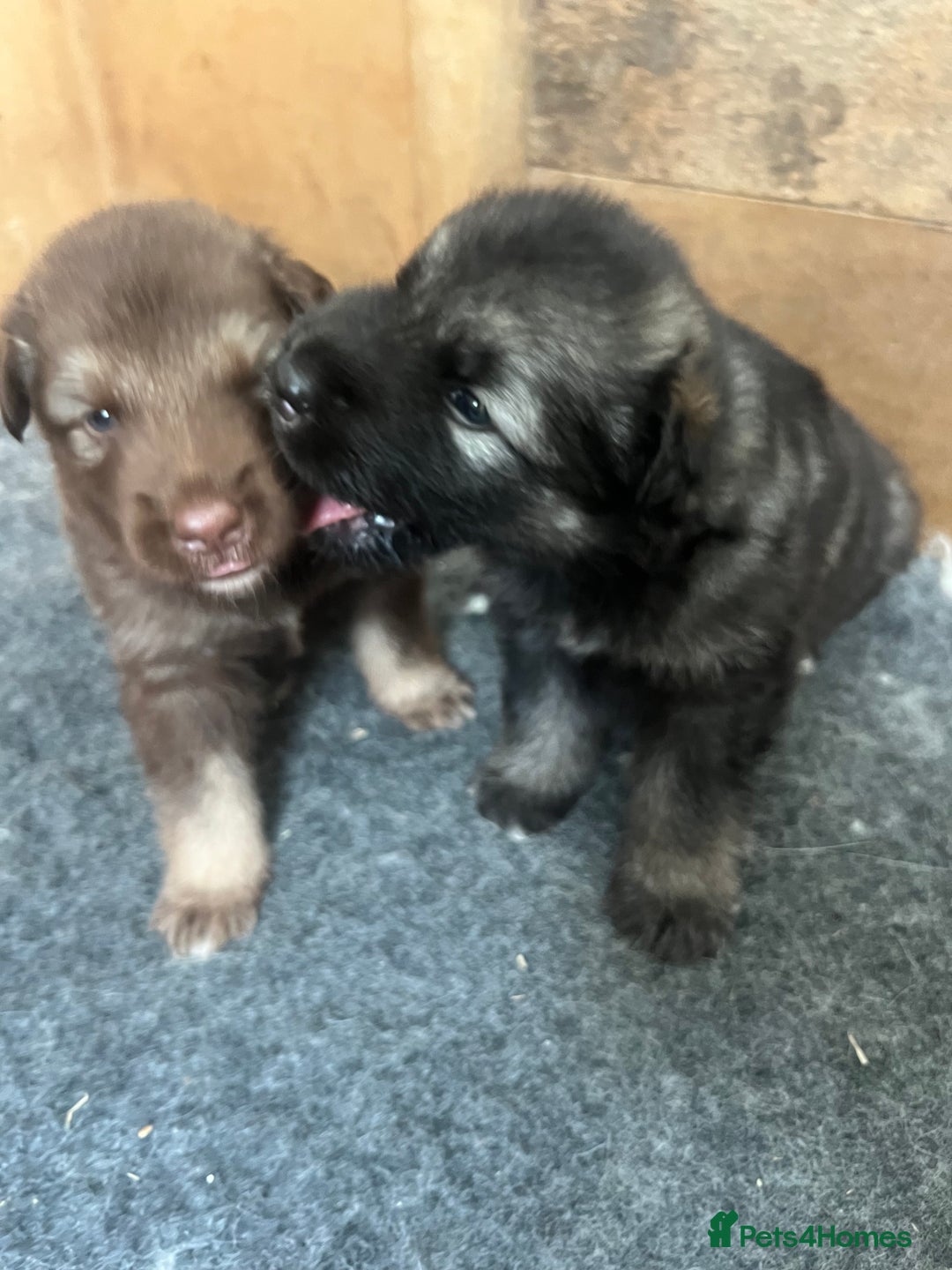 Mixed Breed dogs for sale: Alaskan Shepherd Puppies offers accepted  - Image 29