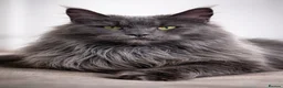 Maine Coon cats for sale: Maine Coon kittens🐈 - Advert 1