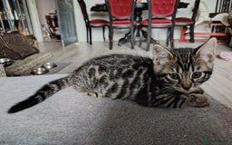 Bengal cats for sale: Bengal x Ragdoll kittens  - Image 10