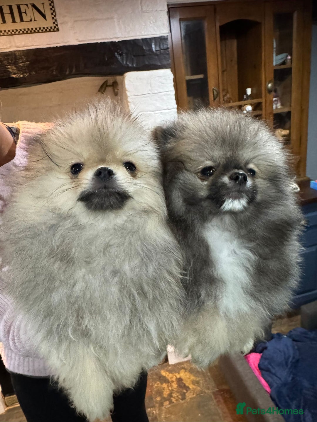 Pomeranian dogs for sale: 2 quality Kc registered Pomeranian boys - Advert 7
