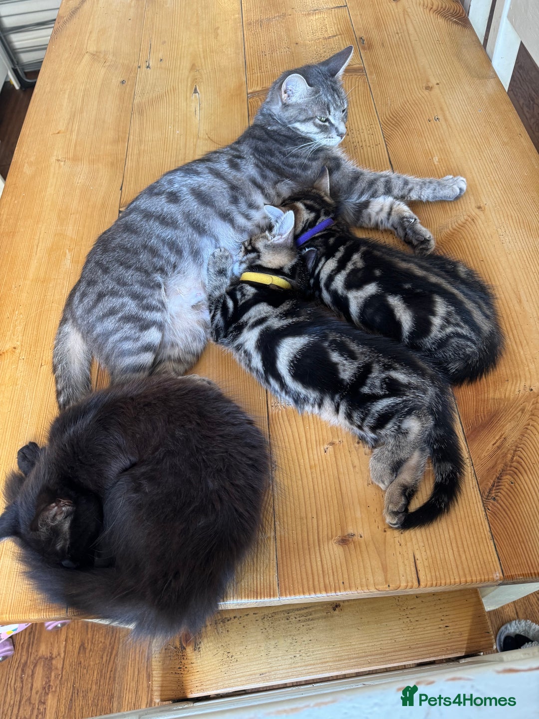 Mixed Breed cats for sale: 2 Beautiful Tabby Female Kittens - Image 9
