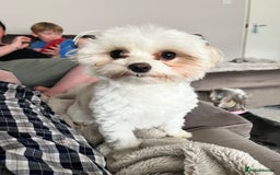 Maltipoo dogs for sale: Maltipoo - Image 4