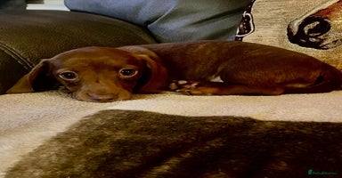 Miniature Dachshund dogs - Advert 15