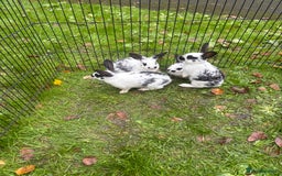 Rex rabbits for sale: Beautiful friendly babies - Image 6