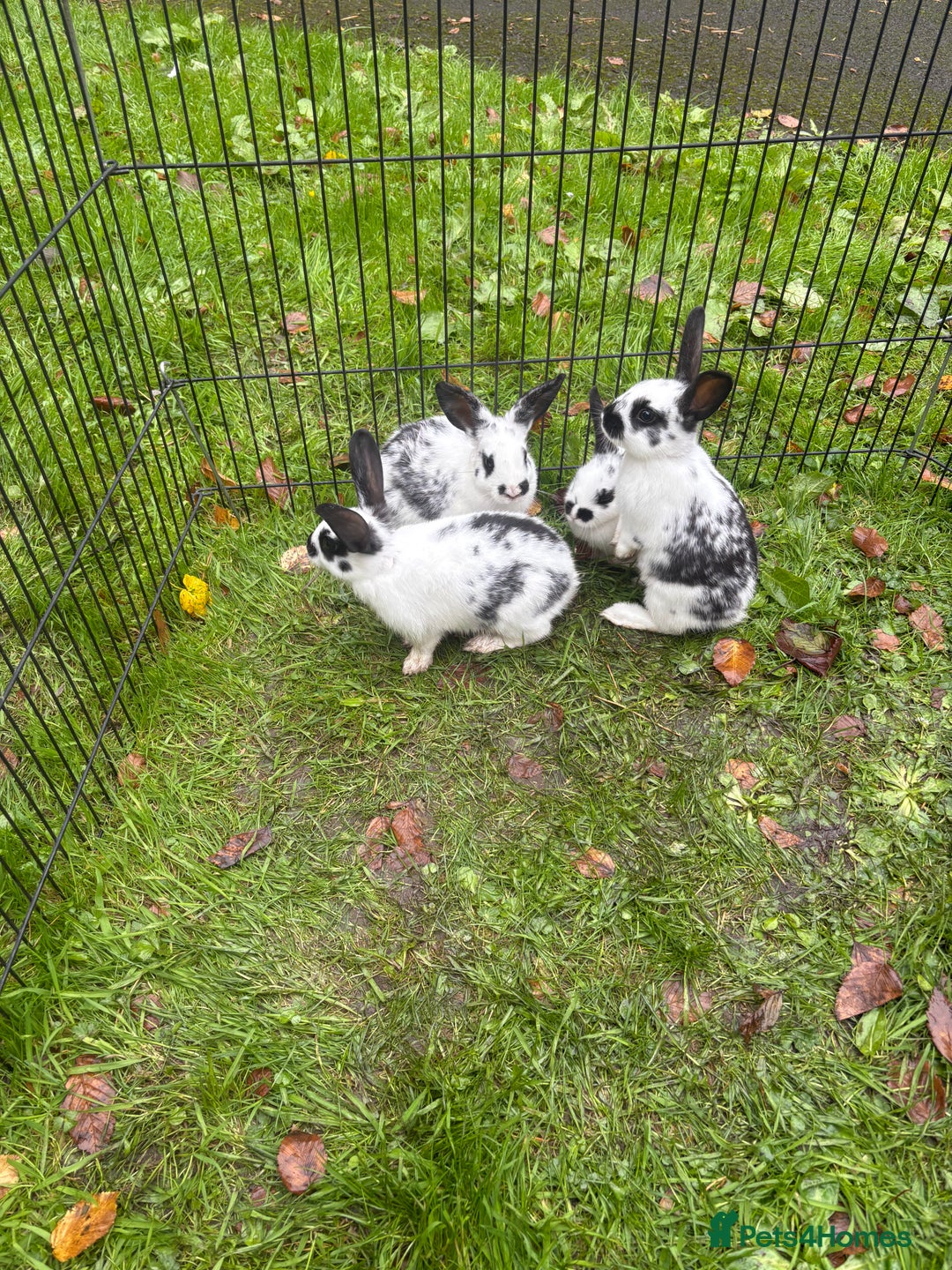 Rex rabbits for sale: Beautiful friendly babies - Image 6