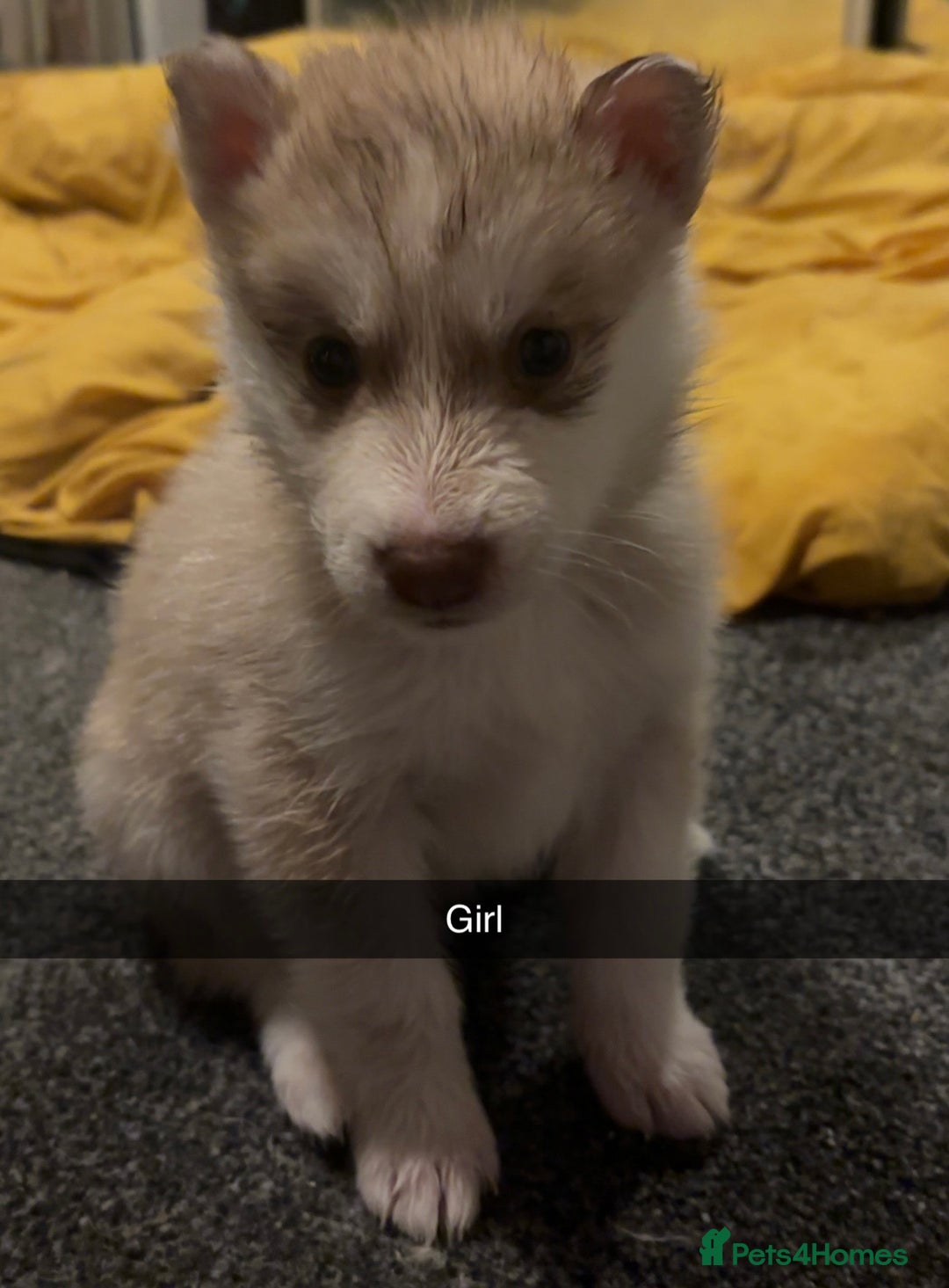 Siberian Husky dogs for sale: Beautiful husky pups 🔥 only 3 male pups left 🔥 - Advert 20