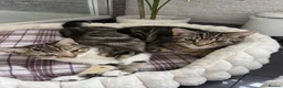 Mixed Breed cats for sale: Beautiful baby kittens for sale  - Advert 3