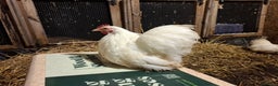 Chickens poultry for sale: Pekin bantom pullets and males  - Advert 8