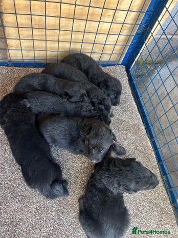 German Shepherd dogs - Advert 13