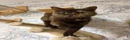 British Shorthair cats for sale: Friendly and cuddly GCCF registered BSH girl - Advert 6