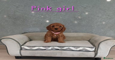 Cavapoo dogs - Advert 1
