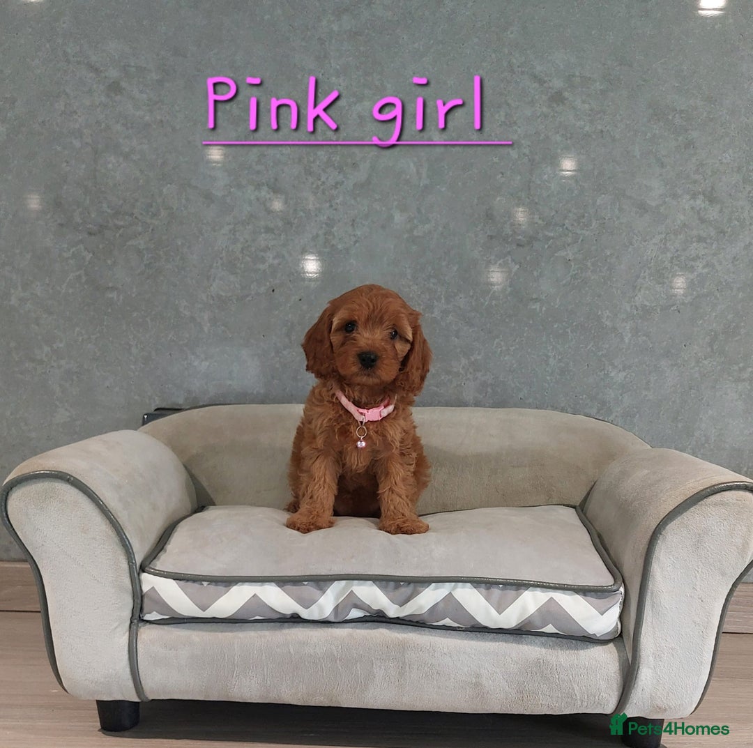 Cavapoo dogs for sale: Cavapoo F1 Puppies ❣️ - Image 3
