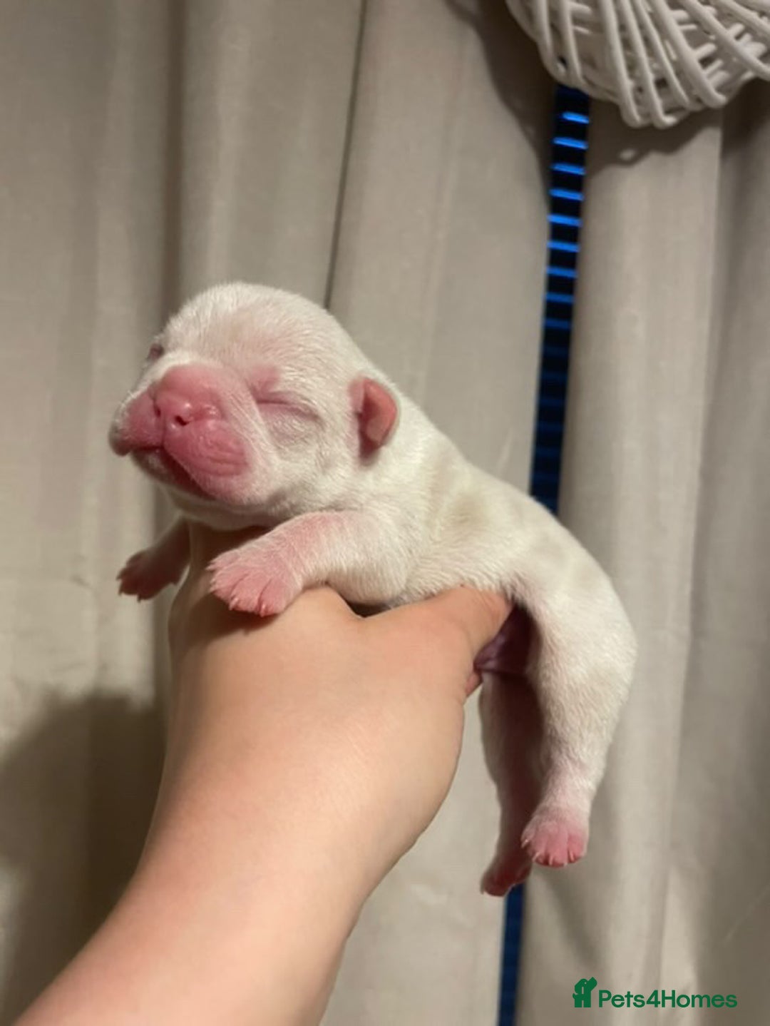 French Bulldog dogs for sale: 8 weeks-Stunning Pink & lilac French bulldog pups  - Image 11