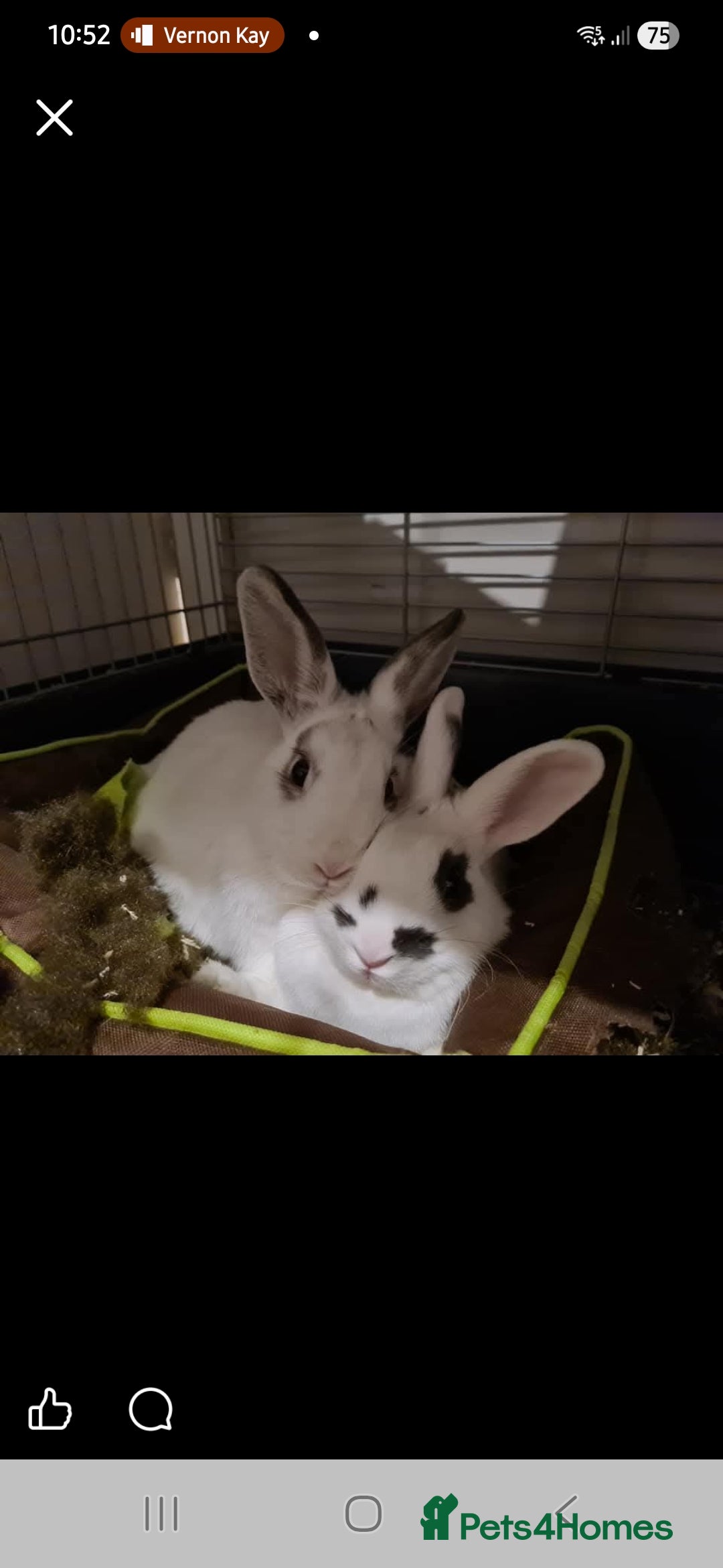 English rabbits for sale: 3 rabbits.  - Advert 2