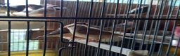 Finches birds for sale: Zebra  finches  for sale - Advert 3