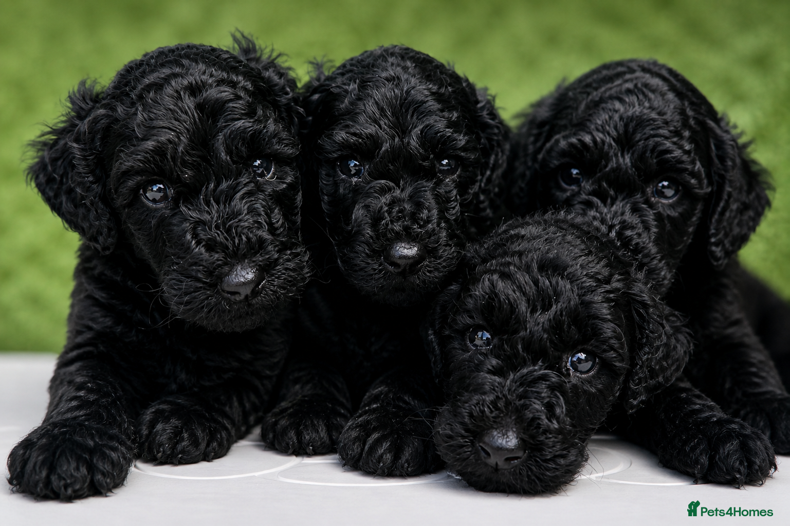 Labradoodle dogs F4 Black Labradoodle Puppy Health tested/ contract - Advert 2