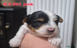 Biewer Terrier dogs for sale: Yorkshire Biewier terrier  - Advert 10