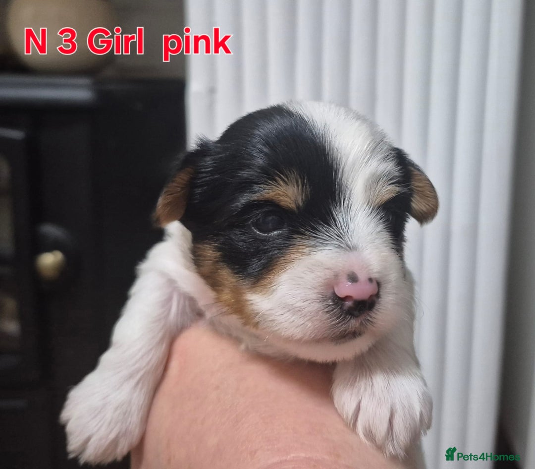 Biewer Terrier dogs for sale: Yorkshire Biewier terrier  - Advert 10