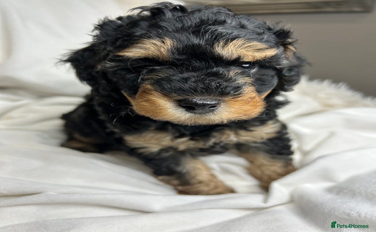 Cavapoo dogs - Advert 3
