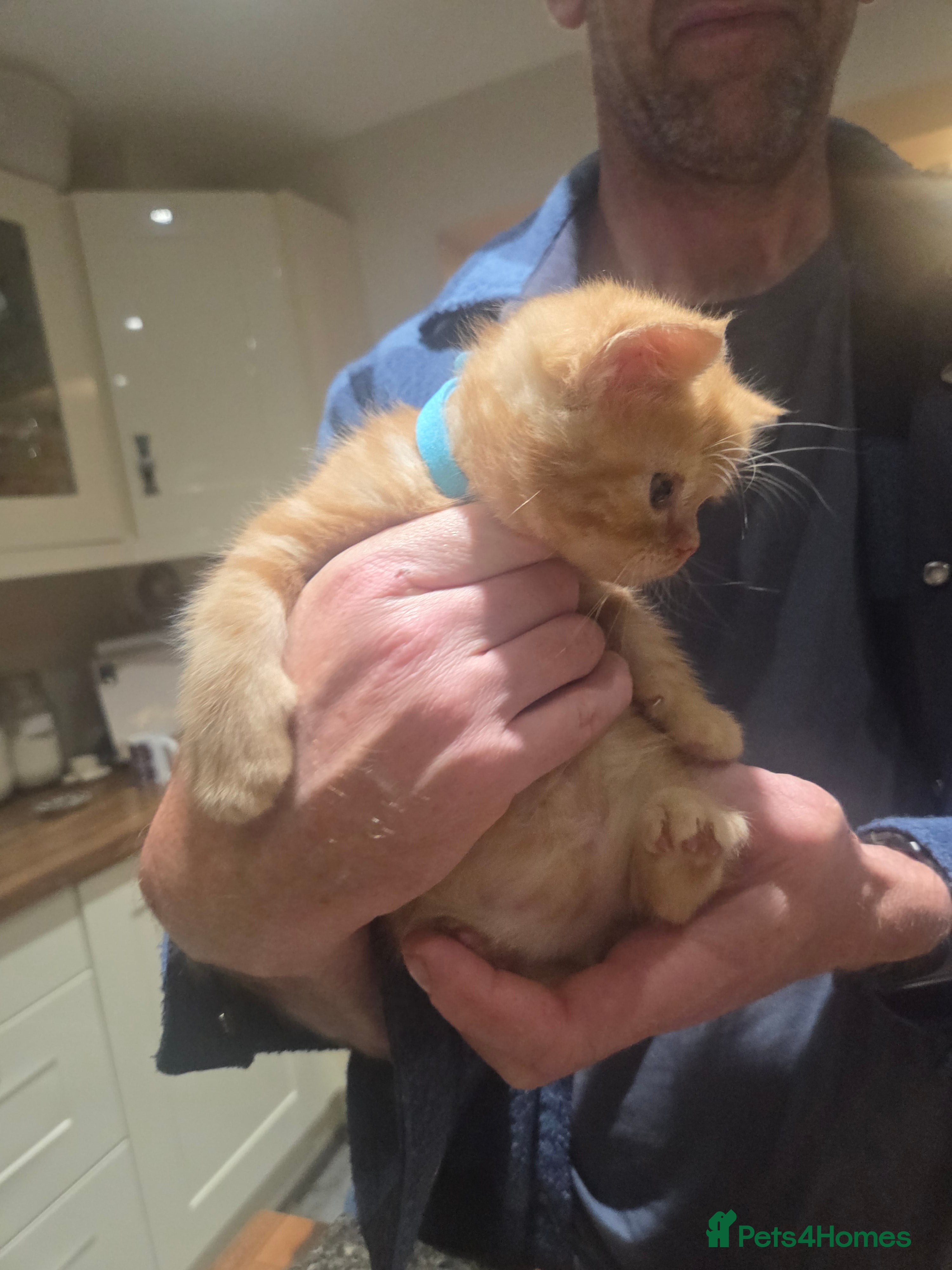 Persian Kitten 3