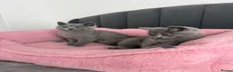 British Shorthair cats for sale: British shorthair kittens - Advert 17