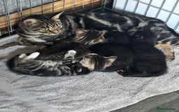 Mixed Breed cats for sale: Cuddly mixed breed kittens - Image 10