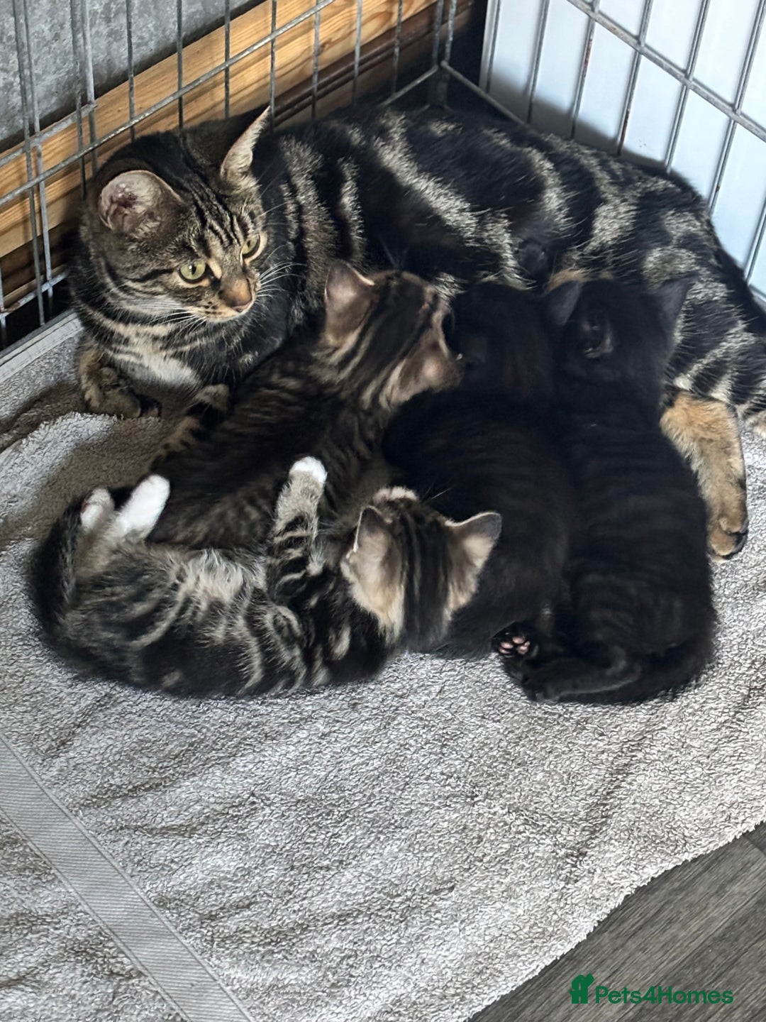Mixed Breed cats for sale: Cuddly mixed breed kittens - Image 10