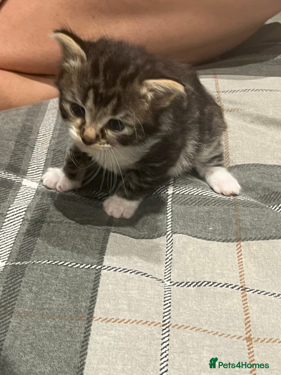 European cats for sale: Kittens - Image 7