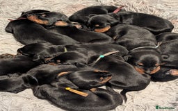 Dobermann dogs for sale: Doberman puppies  - Image 13