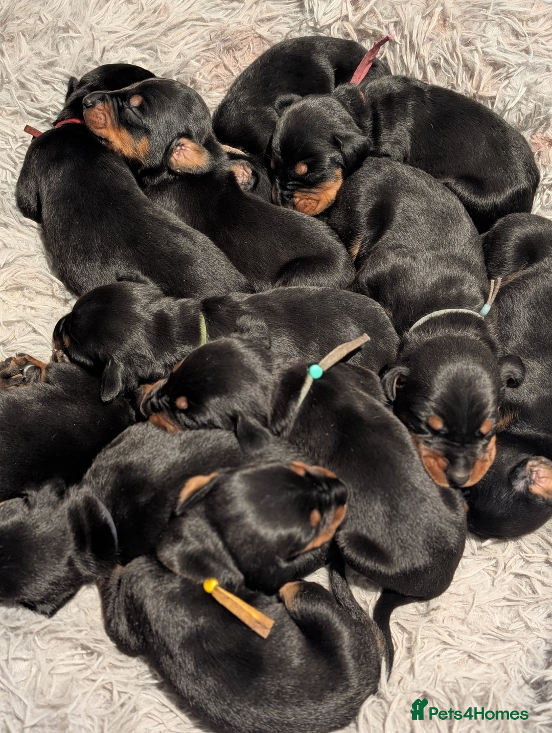 Dobermann dogs for sale: Doberman puppies  - Image 13
