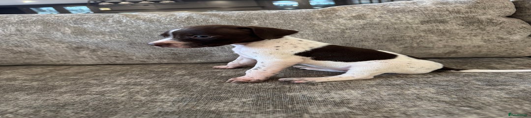 Pointer Puppy 5
