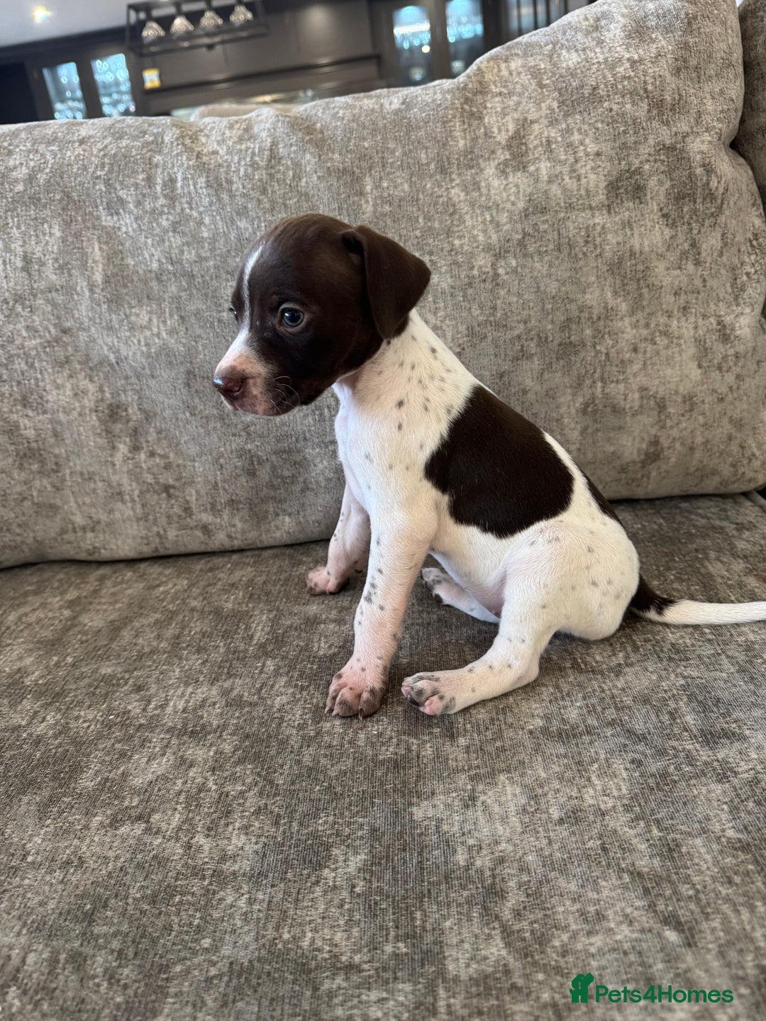 Pointer dogs for sale: BEAUTIFUL PEDIGREE POINTER PUPPIES - Image 11