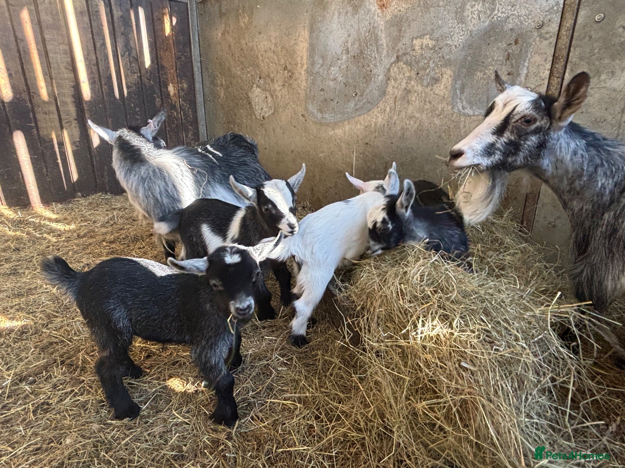 Goats livestock Beautiful registered , dehorned Pygmy kids  - Advert 1