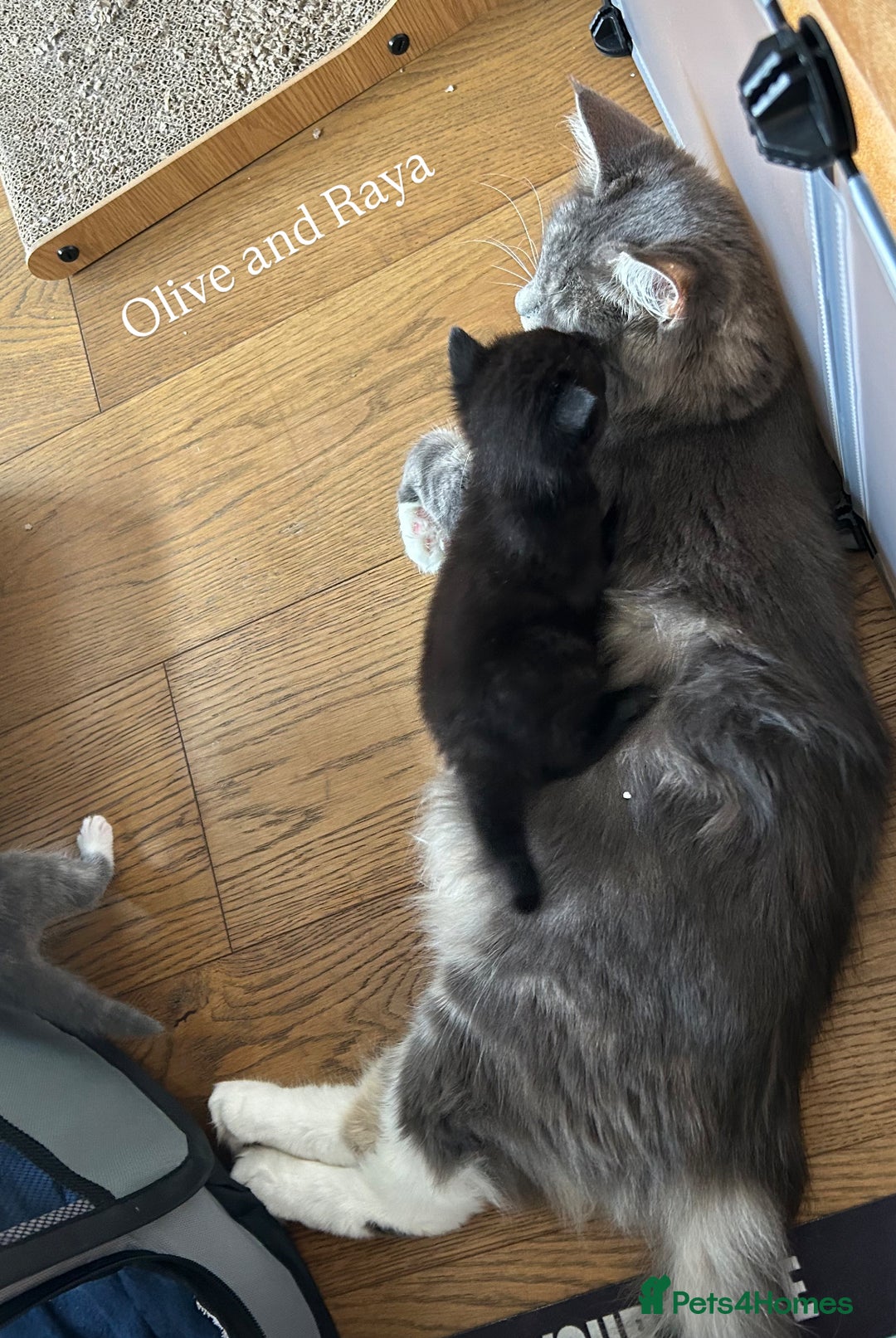 Maine Coon cats for sale: Maine coon cross kittens  - Image 12