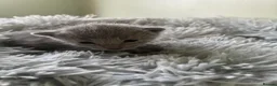 Russian Blue cats for sale: TICA 5* pedigree Russian Blue Kittens - Advert 6
