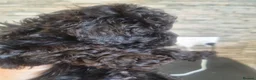 Toy Poodle dogs for sale: Black toy poodles from beautiful parents in Montrose - Advert 4