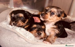 Mixed Breed dogs for sale: Shorkie cross pups for sale! in Alfreton - Image 8