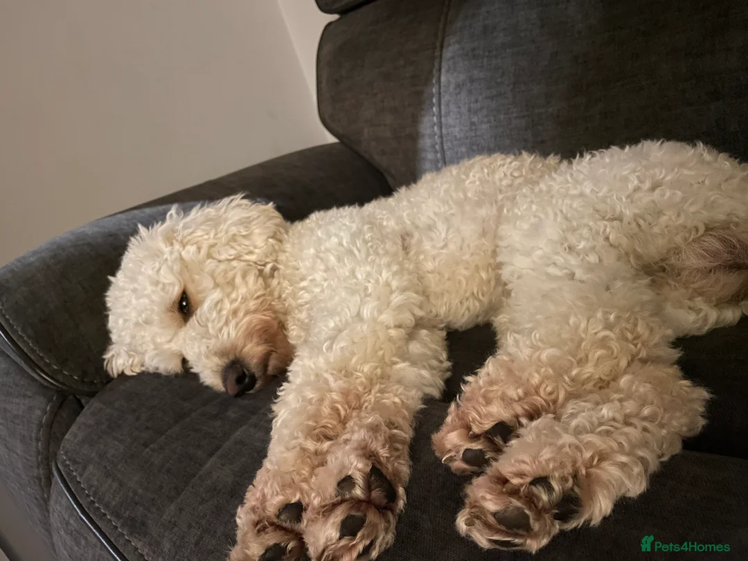 Miniature Poodle dogs for stud: Cream Miniature Poodle - available for stud in Welwyn - Advert 12