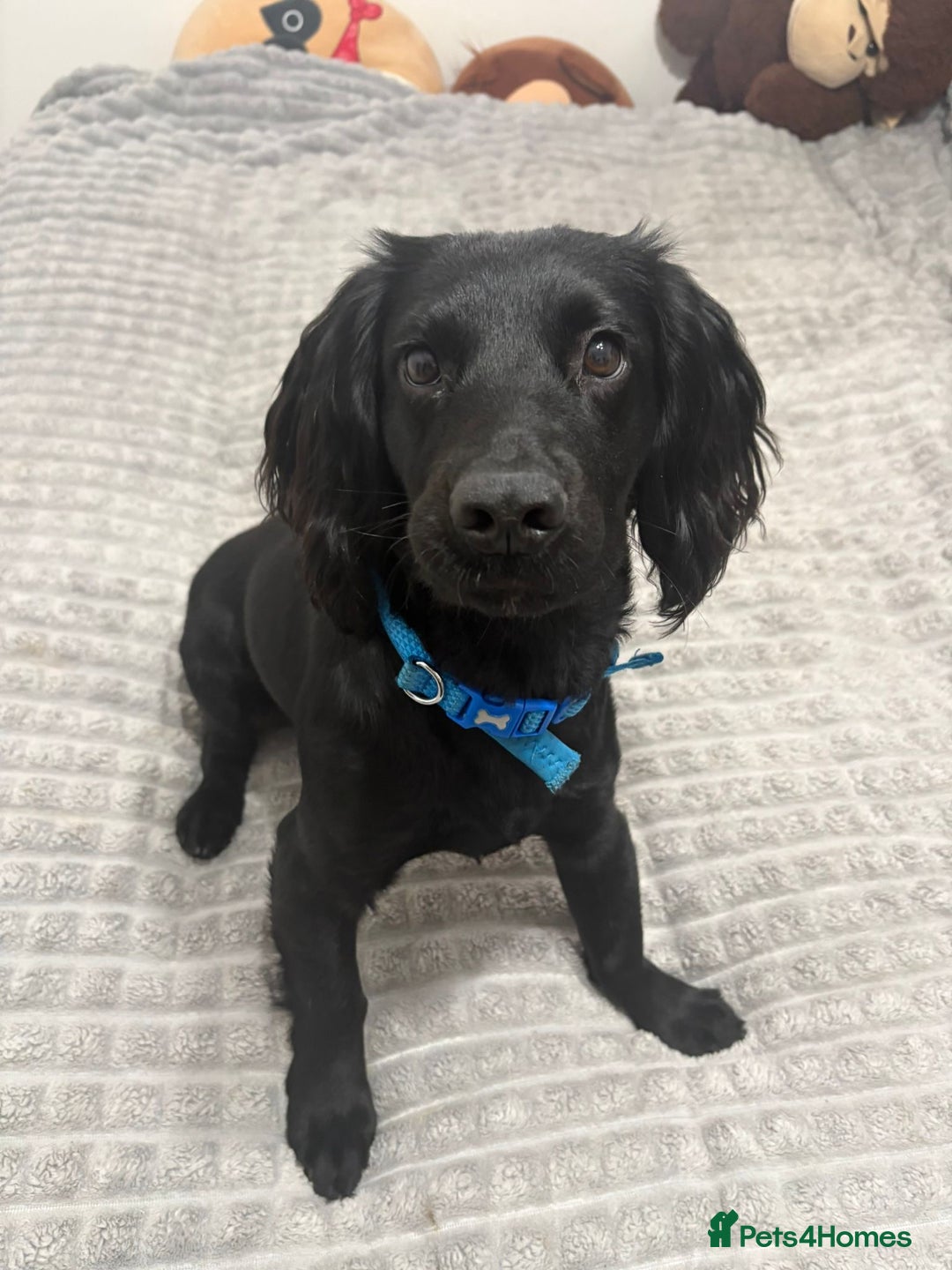 Cocker Spaniel dogs for sale: Beautiful working cocker spaniel - Advert 4