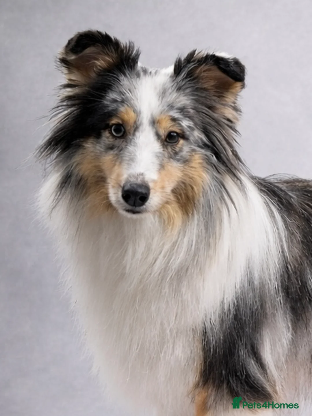 Shetland Sheepdog dogs for sale: New litter - Advert 3