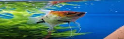Angelfish fish for sale: Koi/Marble Angelfish - Advert 27