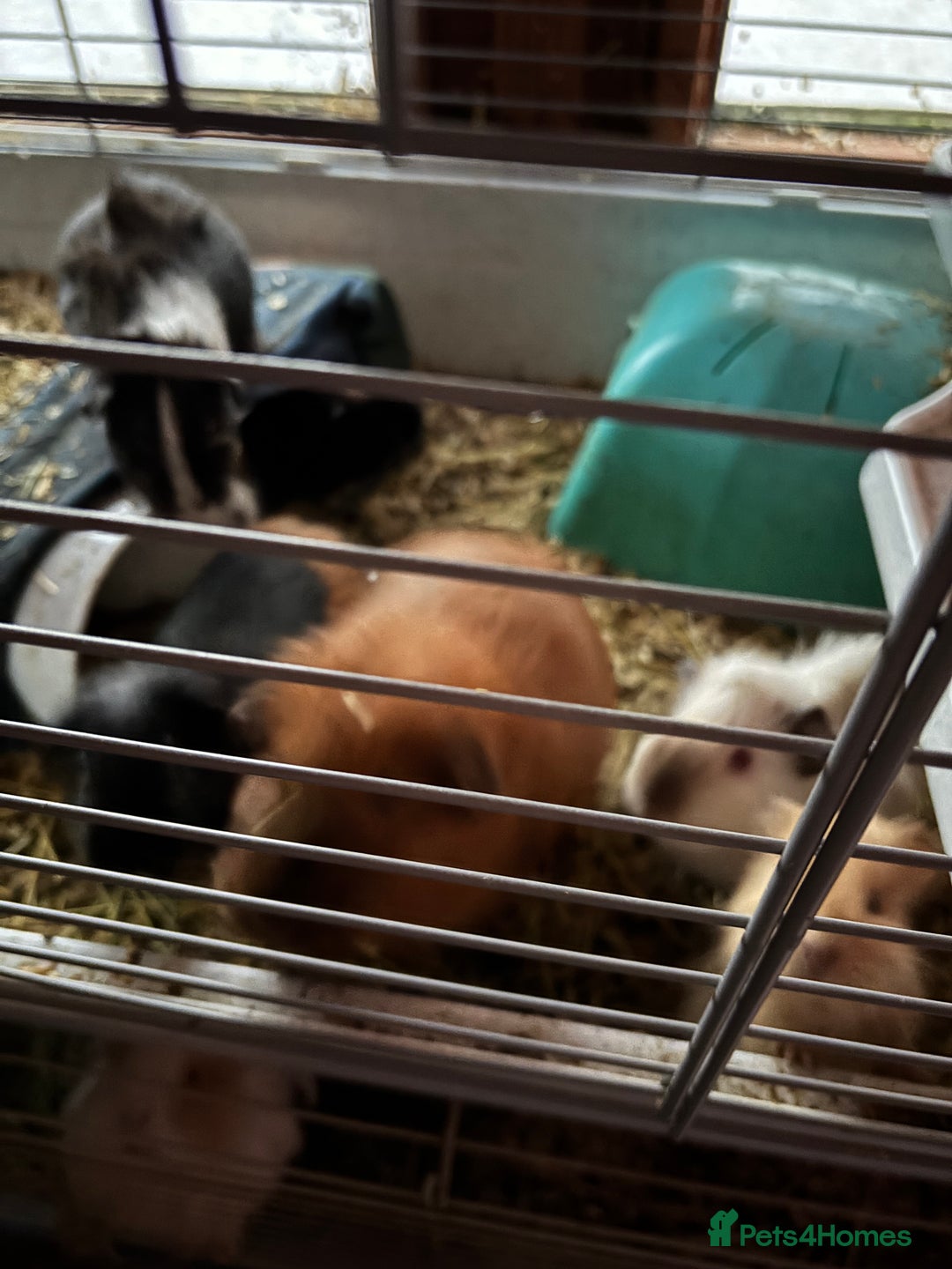 Guinea Pig rodents for sale: Young guinea pigs  - Advert 3