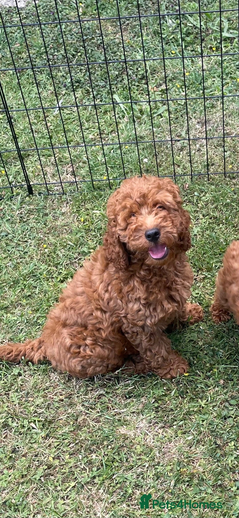 Cockapoo dogs COCKAPOO PUPPIES  - Advert 2