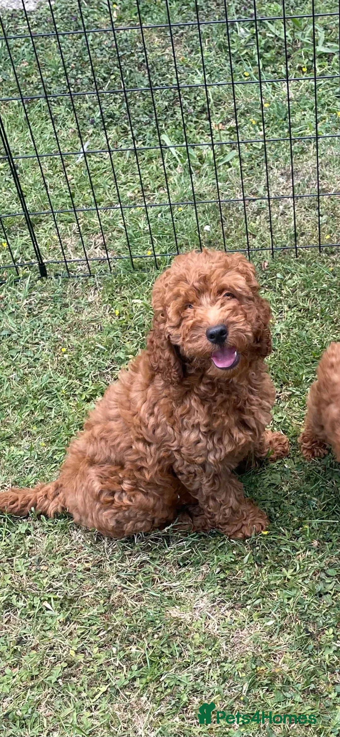 Cockapoo dogs for sale: COCKAPOO PUPPIES  - Advert 2