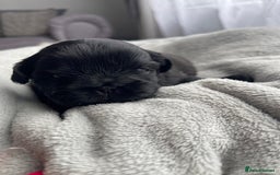 Shih Tzu dogs for sale: Kc Standard Shih Tzu puppies - Image 7