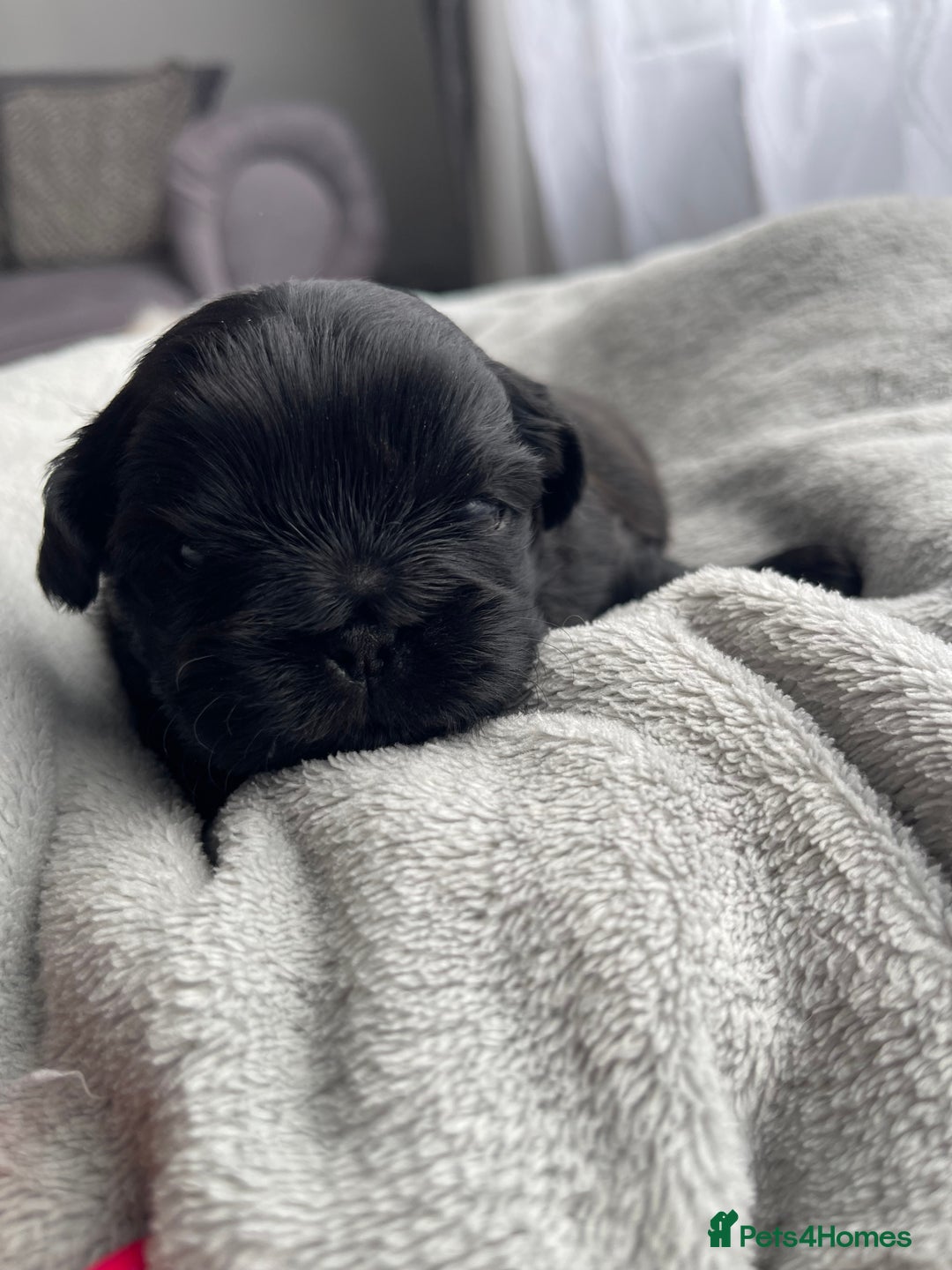 Shih Tzu dogs for sale: Kc Standard Shih Tzu puppies - Image 7